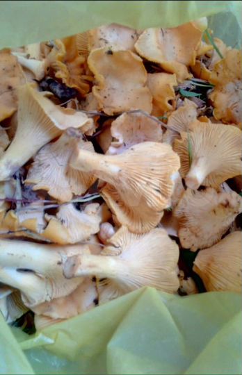 Участок 10 сот. (СНТ, ДНП)