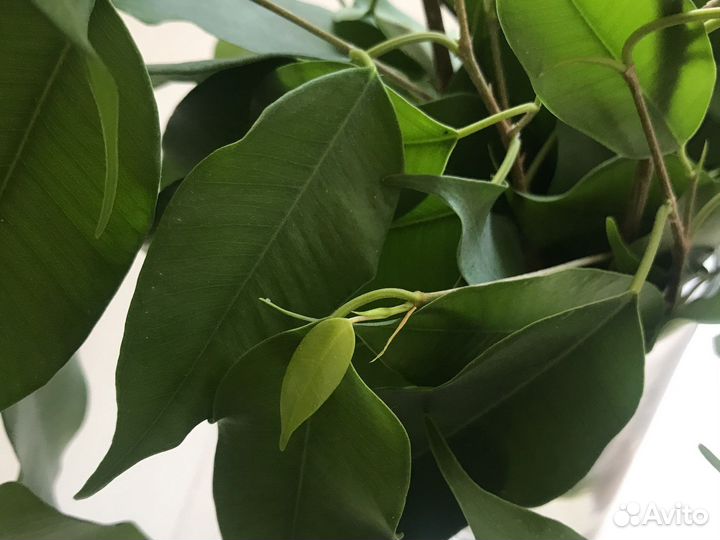 Фикус бенджамина