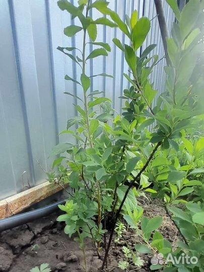 Спирея иволистная