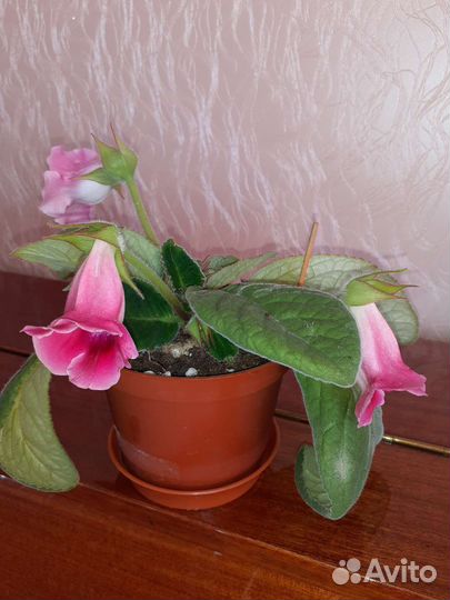 Глоксиния - тидея