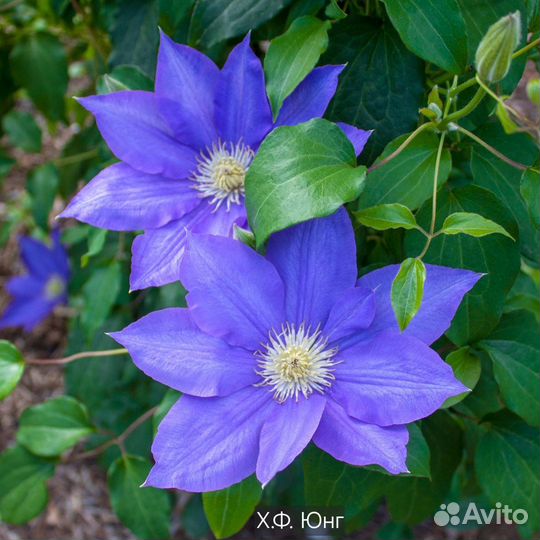 Клематисы саженцы