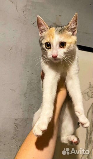 Кошка в дар