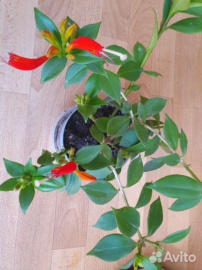 Эсхинантус