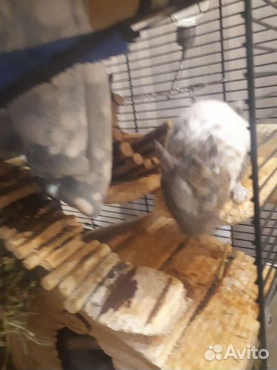 4 дегу ищут добрые руки (мальчики)