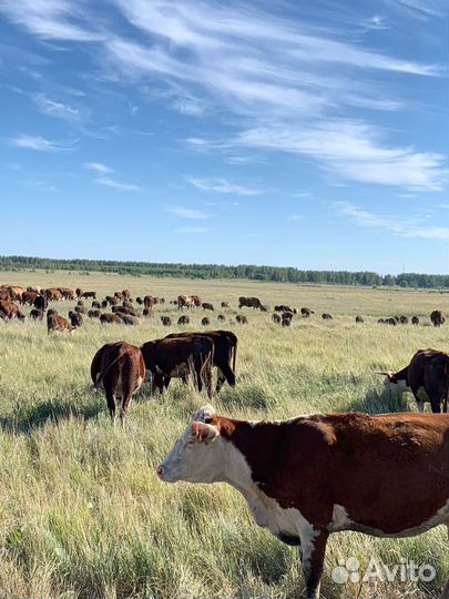 Телки, коровы