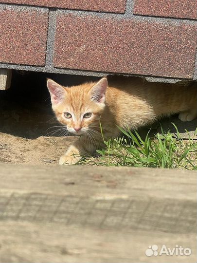 Котята в добрые руки