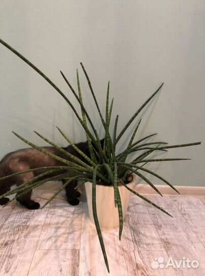 Сансевиерия цилиндрика