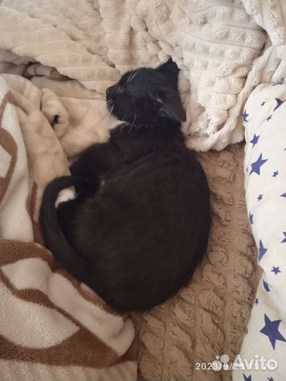 Черно белая кошечка
