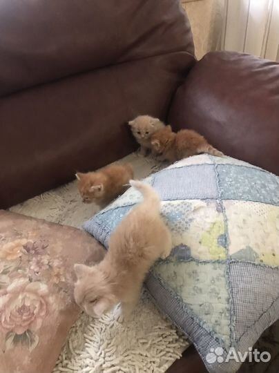 Кошки в добрые руки
