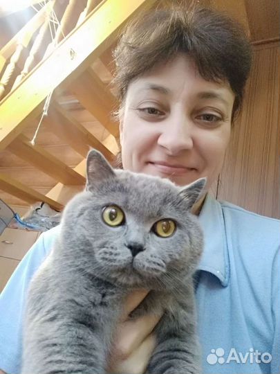 Передержка кошек. Приют для кошек