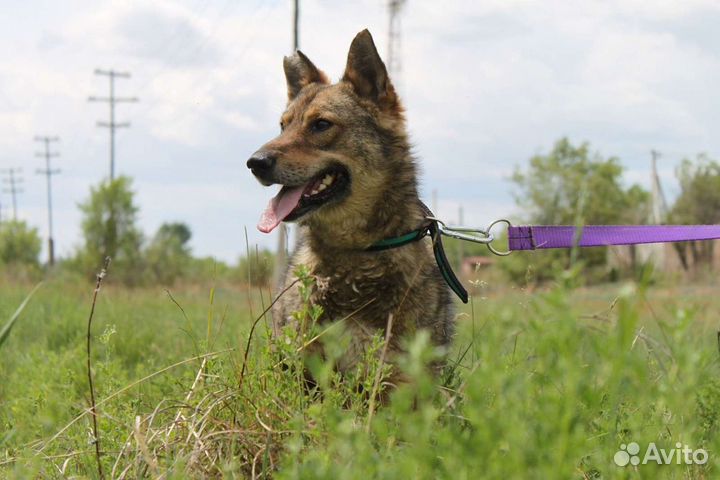 Молодой кобель