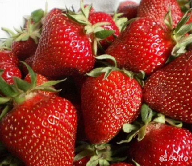 Саженцы клубники