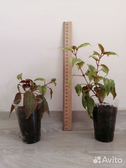 Фуксия ампельная вариегатная