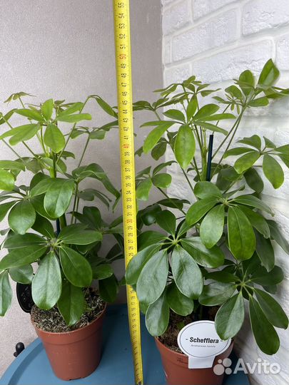 Комнатные цветы шефлера