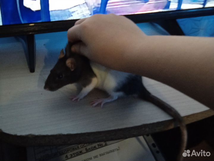 Декоративная крыса дамбо