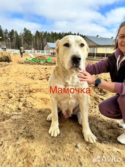 Щенки ищут дом