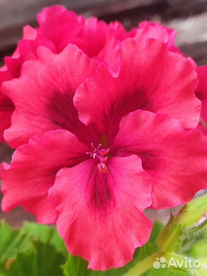 Шикарная пеларгония, большие цветы