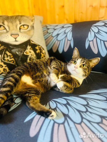 Милая кошечка ищет дом