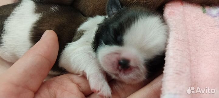 Собаки щенки