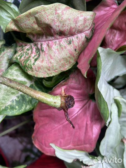 Филодендроны сортовые разные