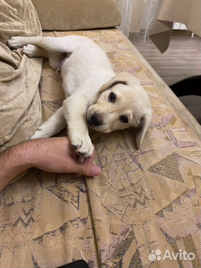 Вязка лабрадор