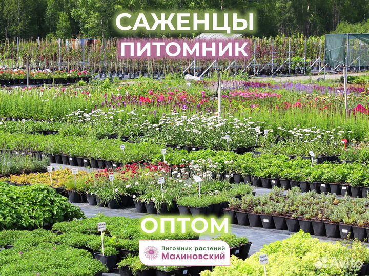 Сортовые Саженцы напрямую с Питомника