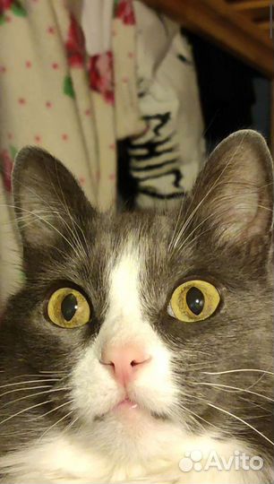 Передержка животных на дому