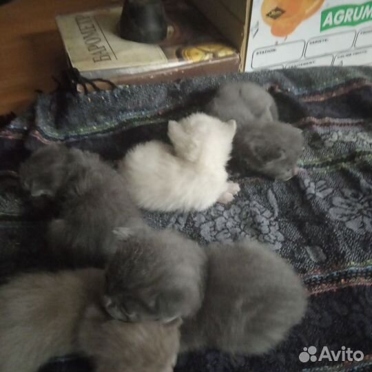 Котята в добрые руки бесплатно