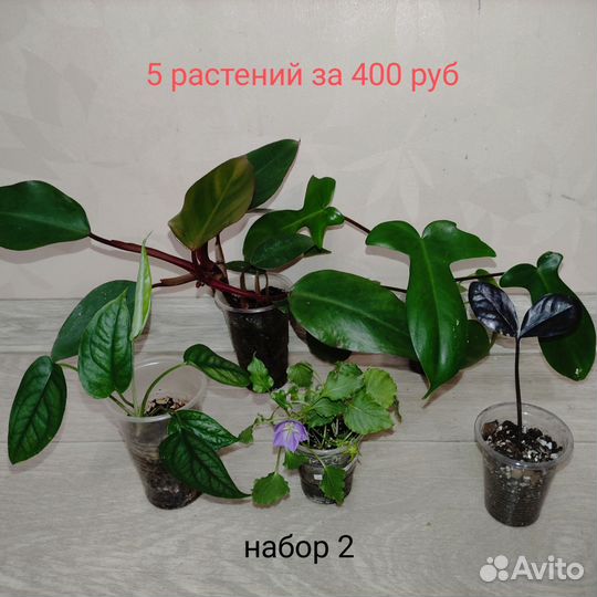 Растения набором