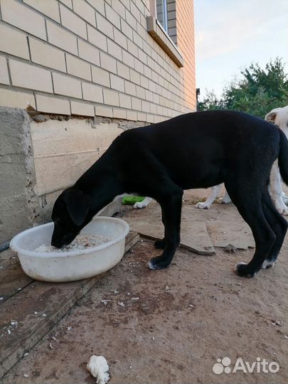 Собака в добрые руки щенок