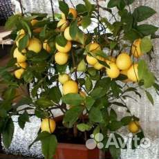 Саженцы лимона