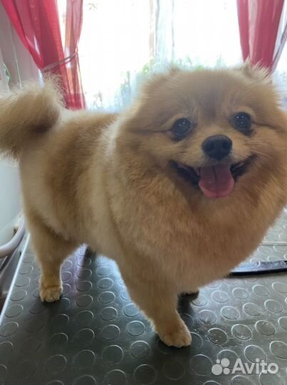 Груминг собак