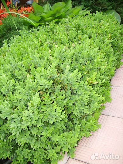 Самшит вечнозеленый саженцы