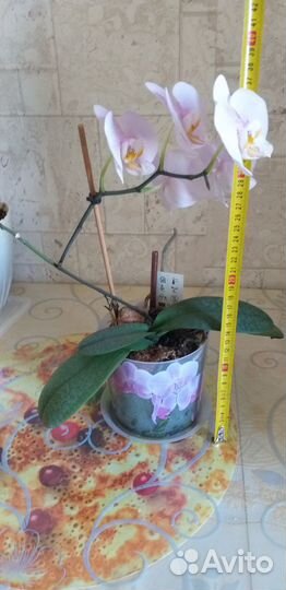 Орхидея фаленопсис с горшком. Розовый в крапинку