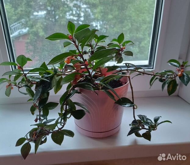 Нематантус