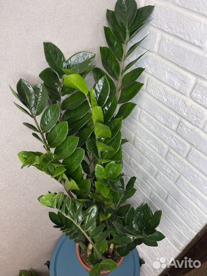 Замиокулькас долларовое дерево комнатные цветы