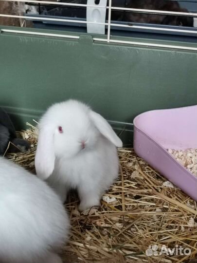 Нежные белоснежные малыши