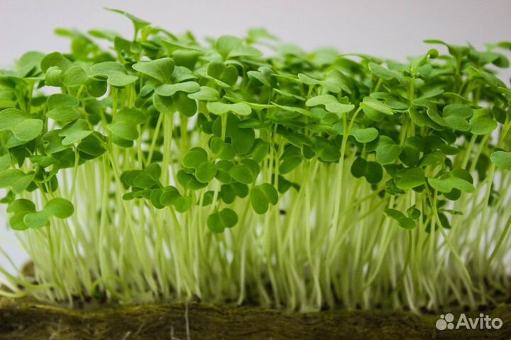 Микрозелень