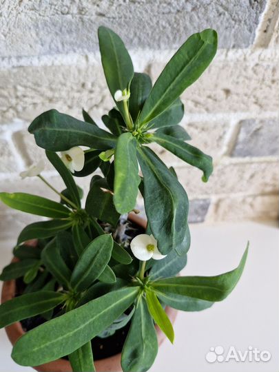 Эуфорбия миля