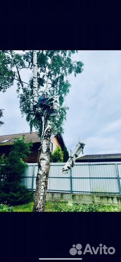 Спилить дерево, спил деревьев, срубить, расчистка