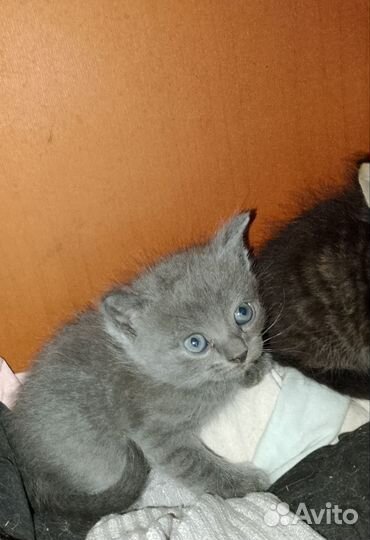 Кошки в добрые руки