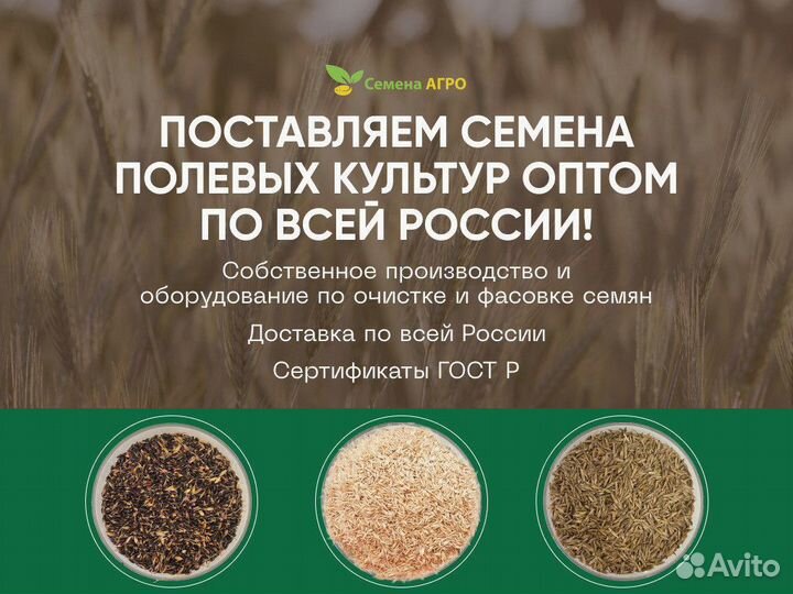 Семена мятлика лугового опт