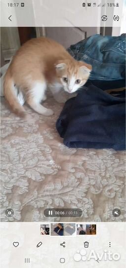 Рыжий котенок вислоухий. Девочка. Возраст 2 месяца