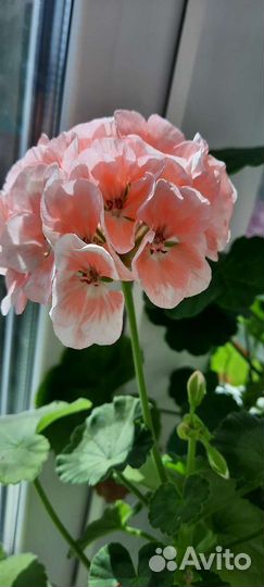 Пеларгония,герань