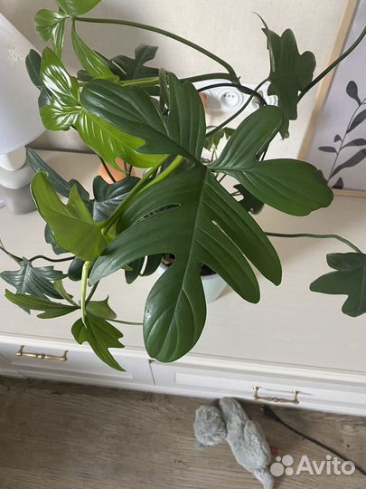 Филодендрон