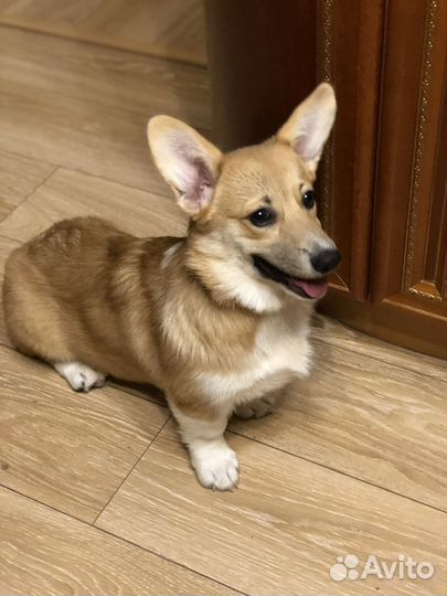 Вельш-корги пемброк