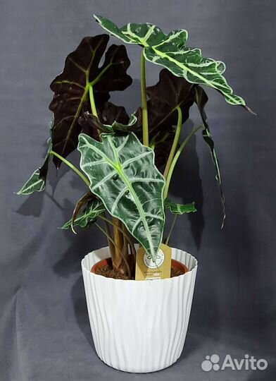 Алоказия Комнатные растения Тюмень
