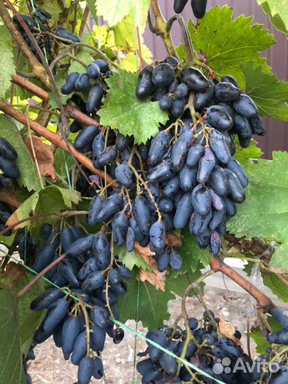 Продам саженцы и чубуки Винограда