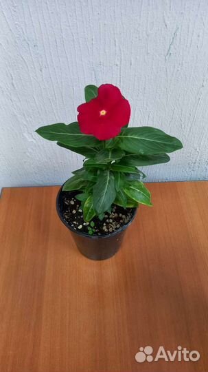 Комнатные цветок Катарантус