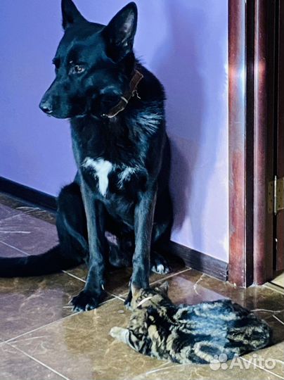 Случка собак